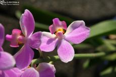Orchid closeup 2